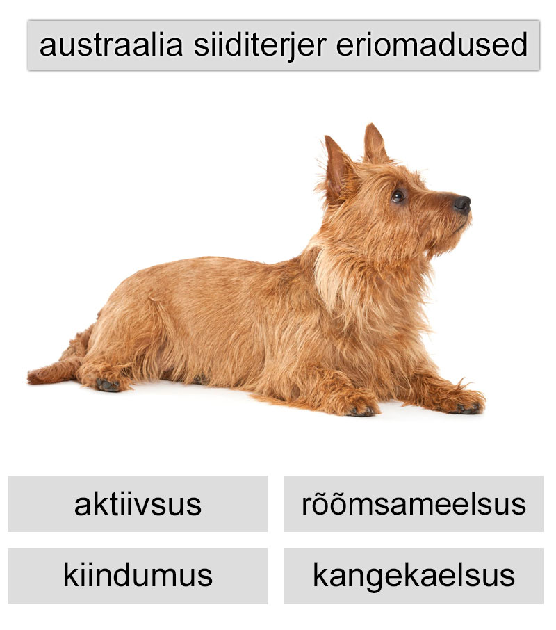 austraalia siiditerjeri eriomadused