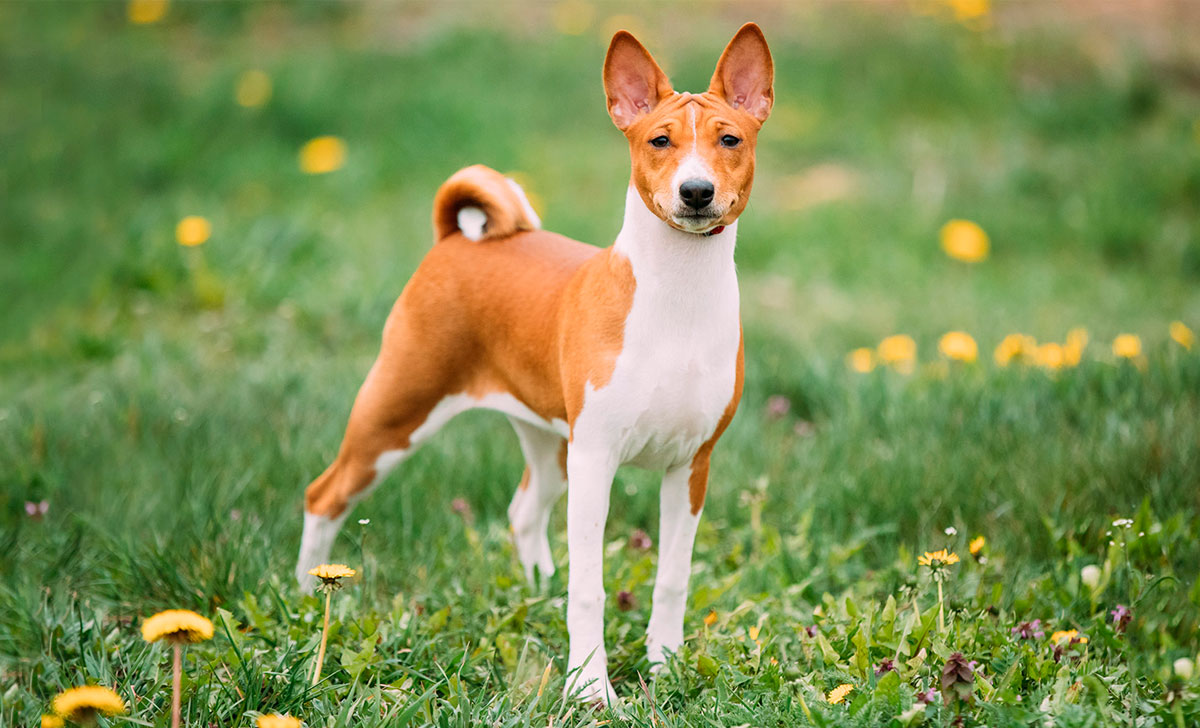 basenji