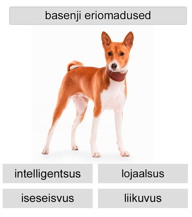 basenji eriomadused