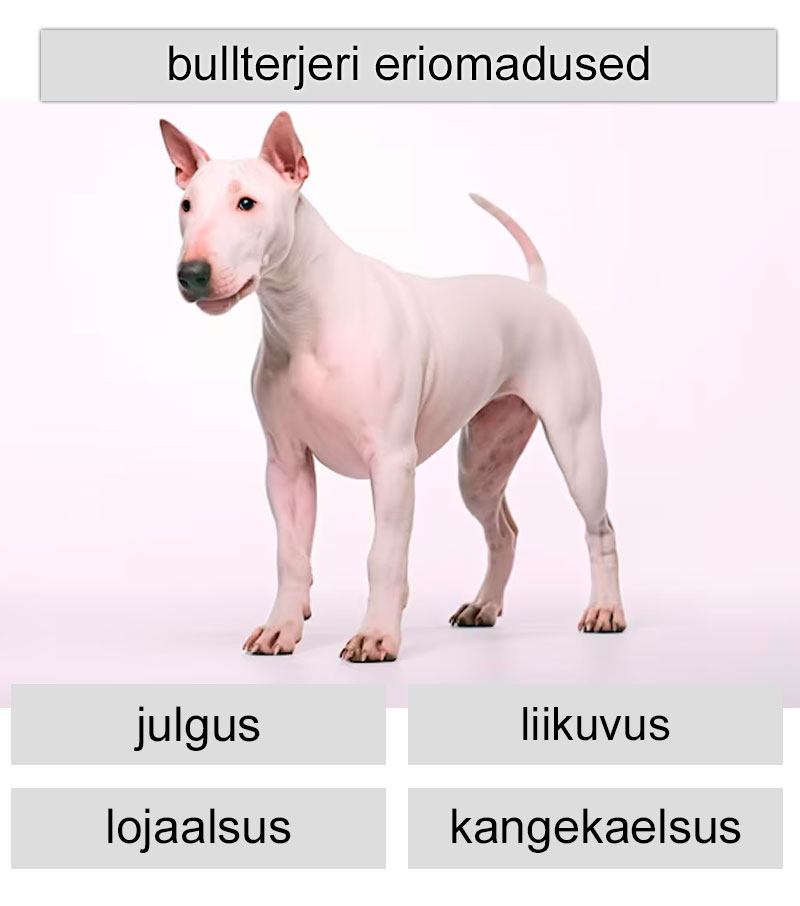 bullterjeri eriomadused