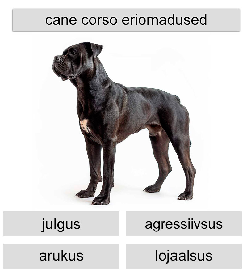 cane corso eriomadused