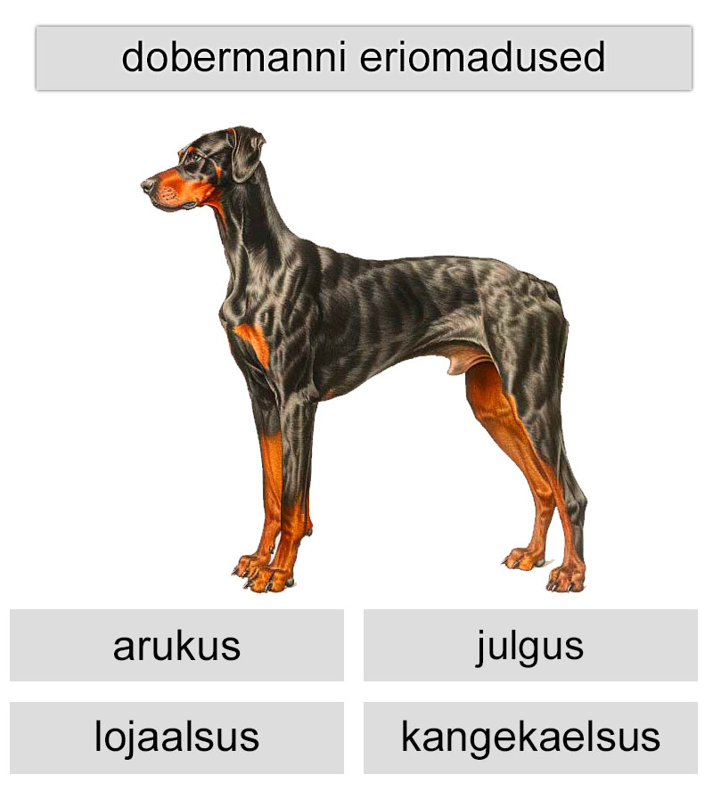 dobermanni eriomadused