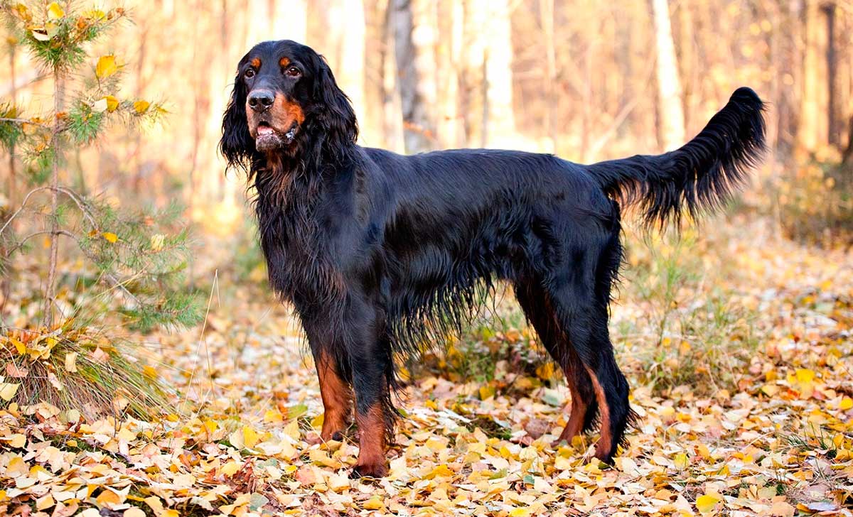 gordoni setter