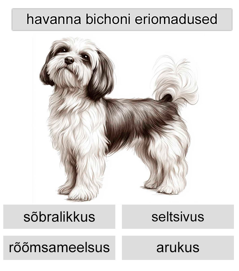 havanese bichoni eriomadused
