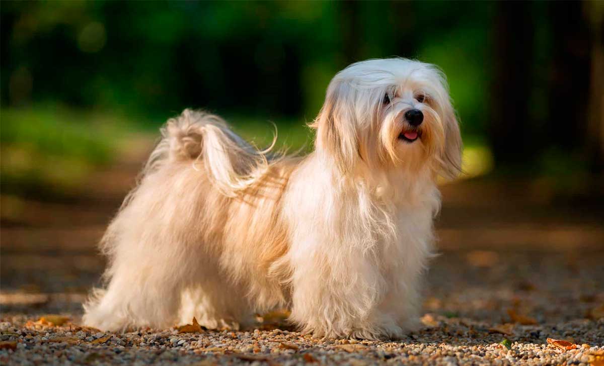havanna bichon