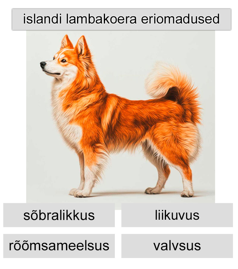 islandi lambakoera eriomadused