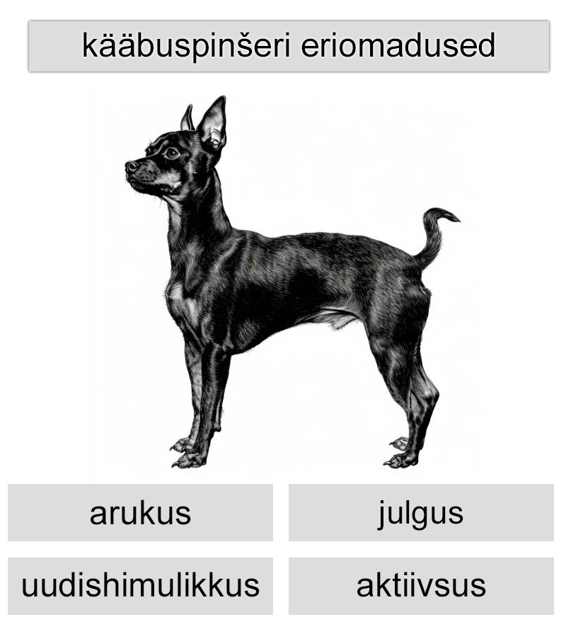 Kääbuspinšeri eriomadused