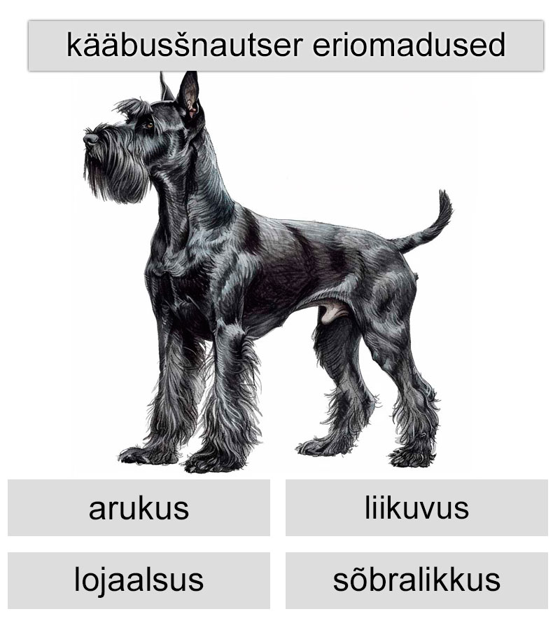 Kääbusšnautseri eriomadused