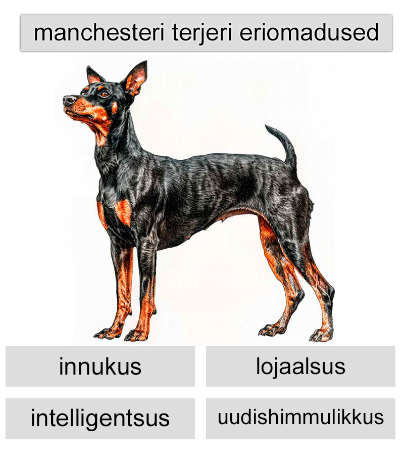 manchesteri terjeri eriomadused