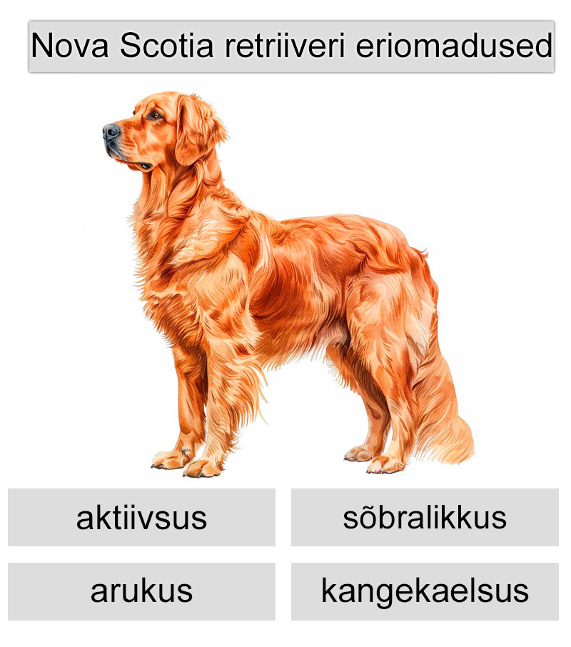 nova scotia retriiveri eriomadused