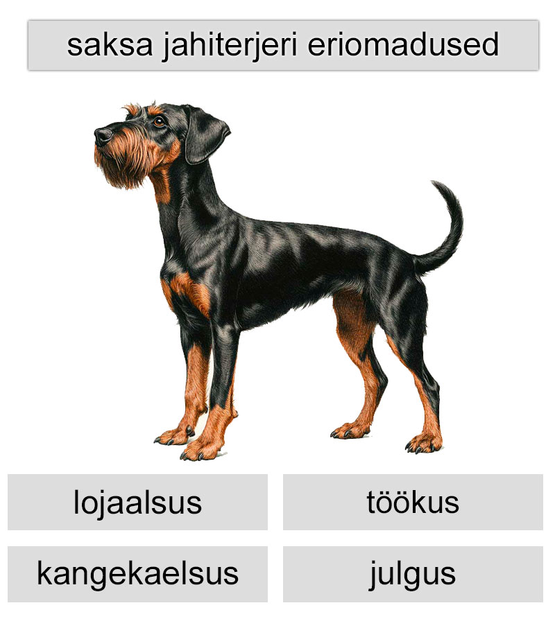 saksa jahiterjeri eriomadused