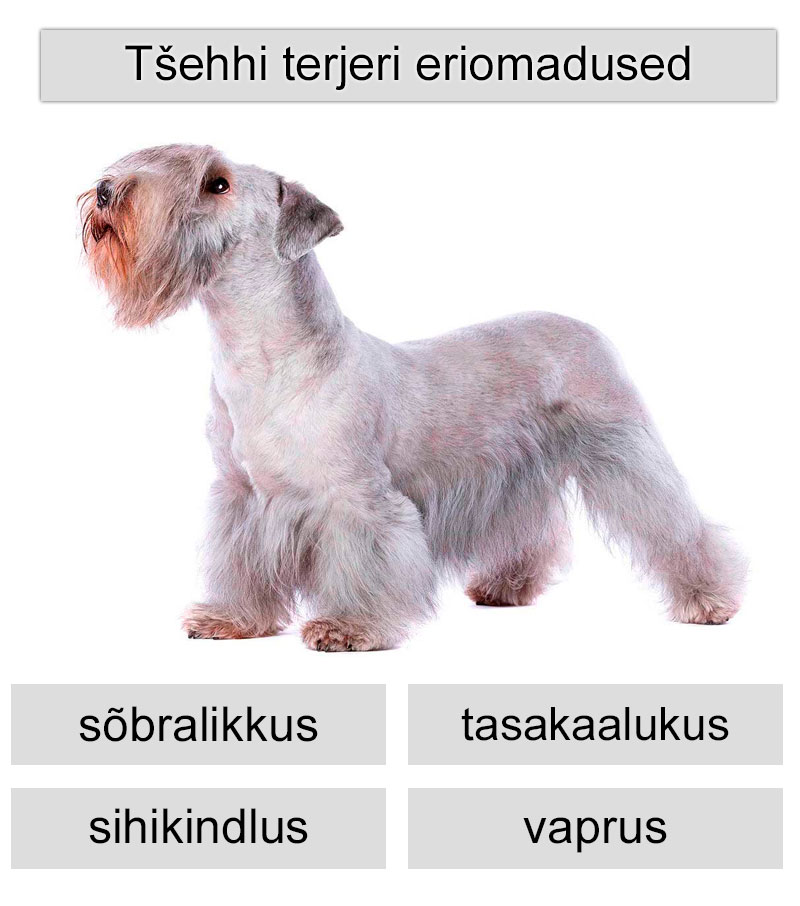Tšehhi terjeri eriomadused