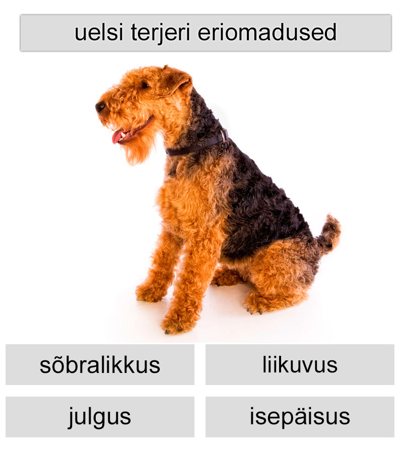 uelsi terjeri eriomadused