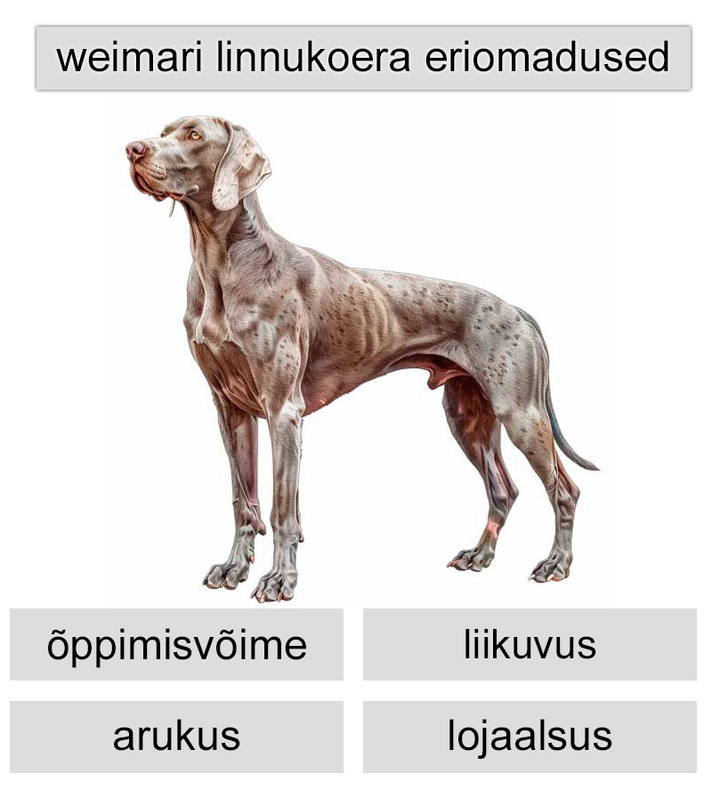 weimari linnukoera eriomadused